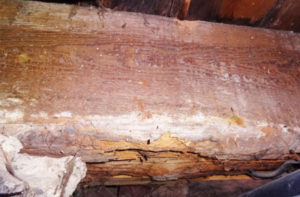 home insect structural damage claim